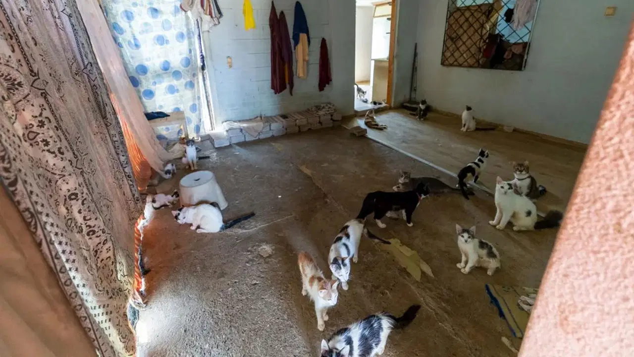 Mersin'de 'kötü koku' ihbarı gerçeği ortaya çıkardı: Bir evden yaklaşık 100 kedi çıktı