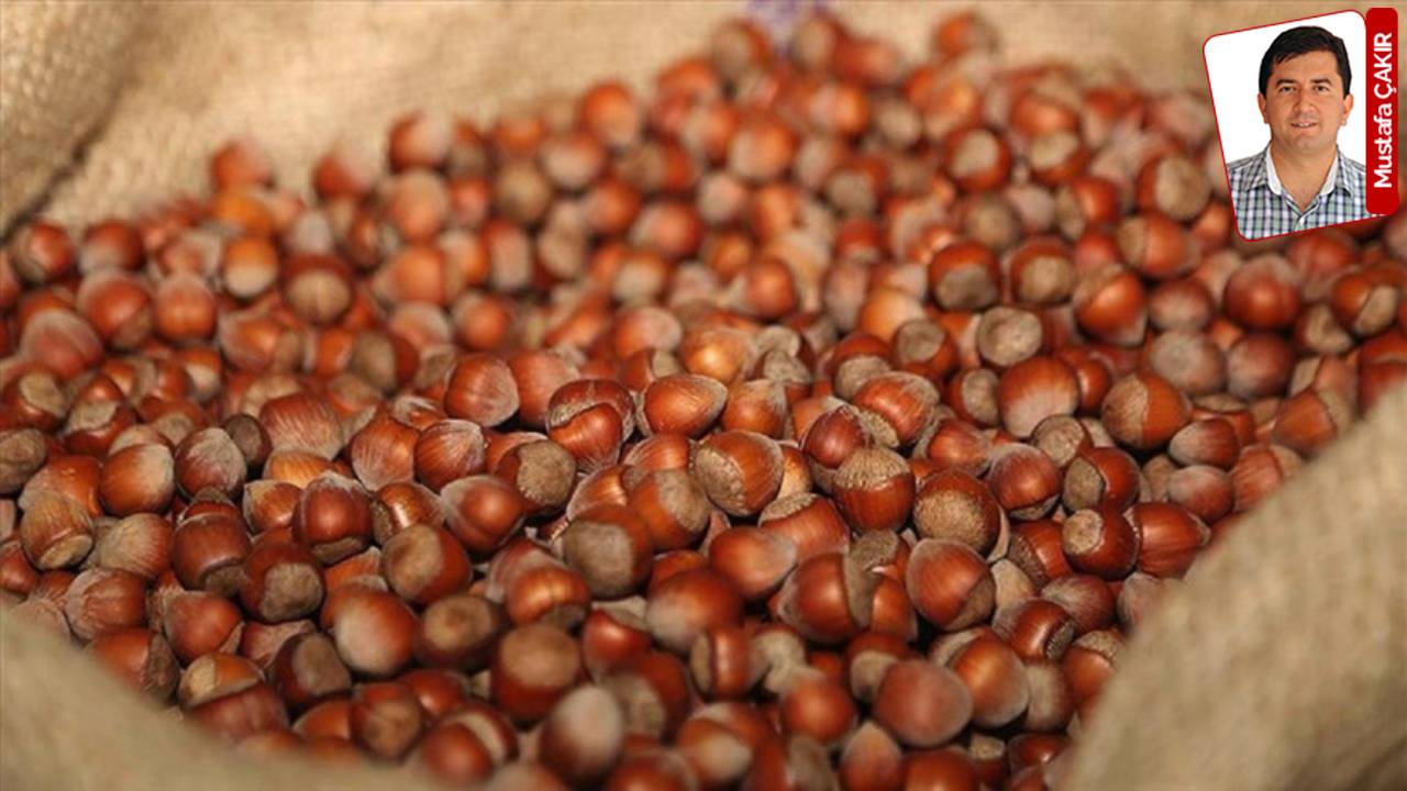 Fındıkta, buğdayda, zeytin yağında alım fiyatları hep beklentilerin altında kaldı: Çiftçinin yüzü gülmedi