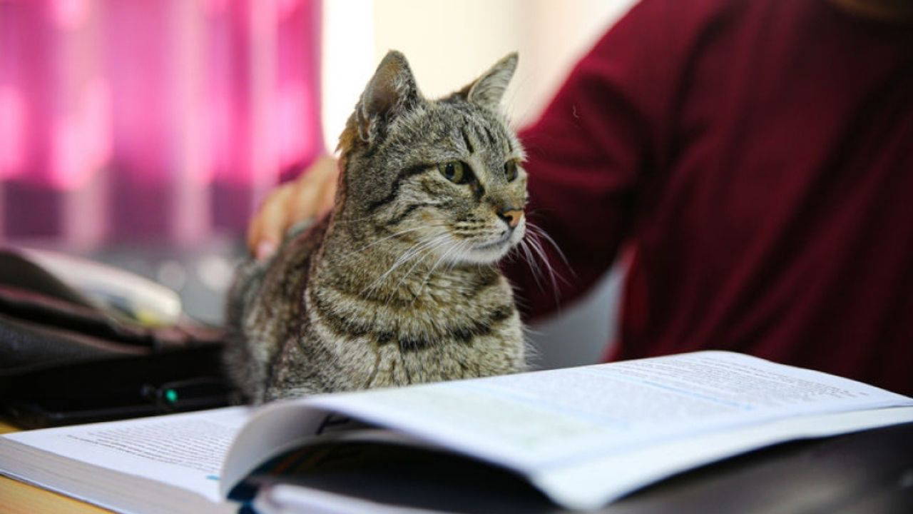 Adana'nın en çalışkan öğrencisi: Kedi 'Pakize' 3 yıldır ders kaçırmıyor!