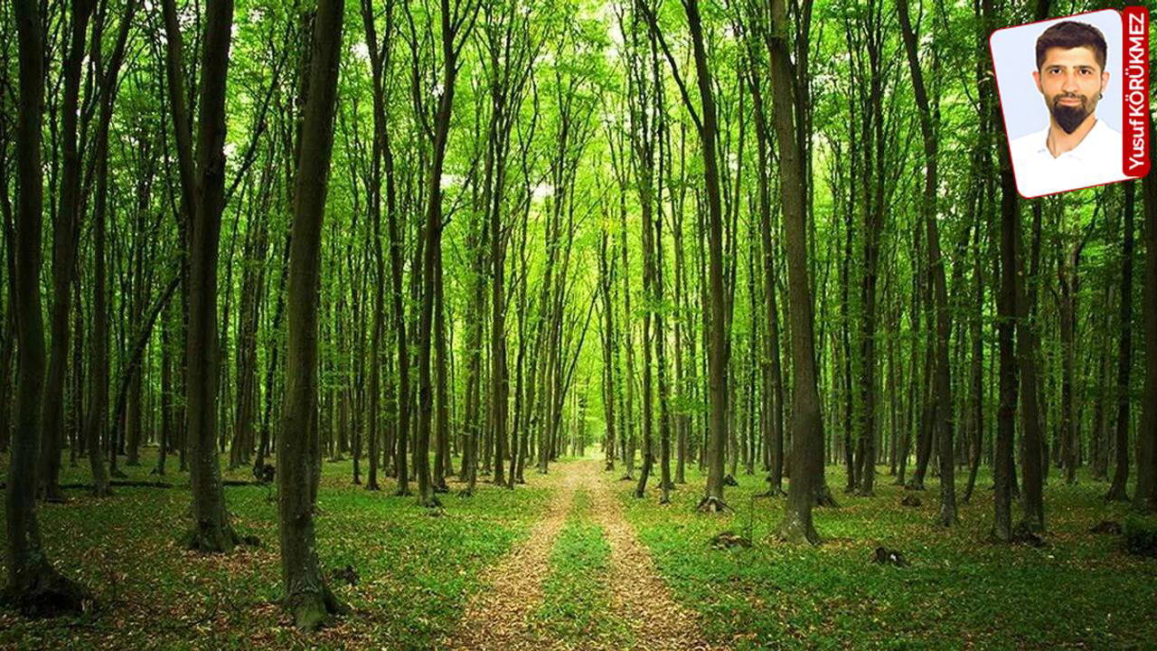 İzmir’in ormanları bakanlık kararıyla yapılaşmaya açıldı