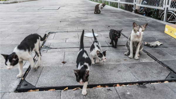 İstismar edilen kedinin tedavisi sürüyor