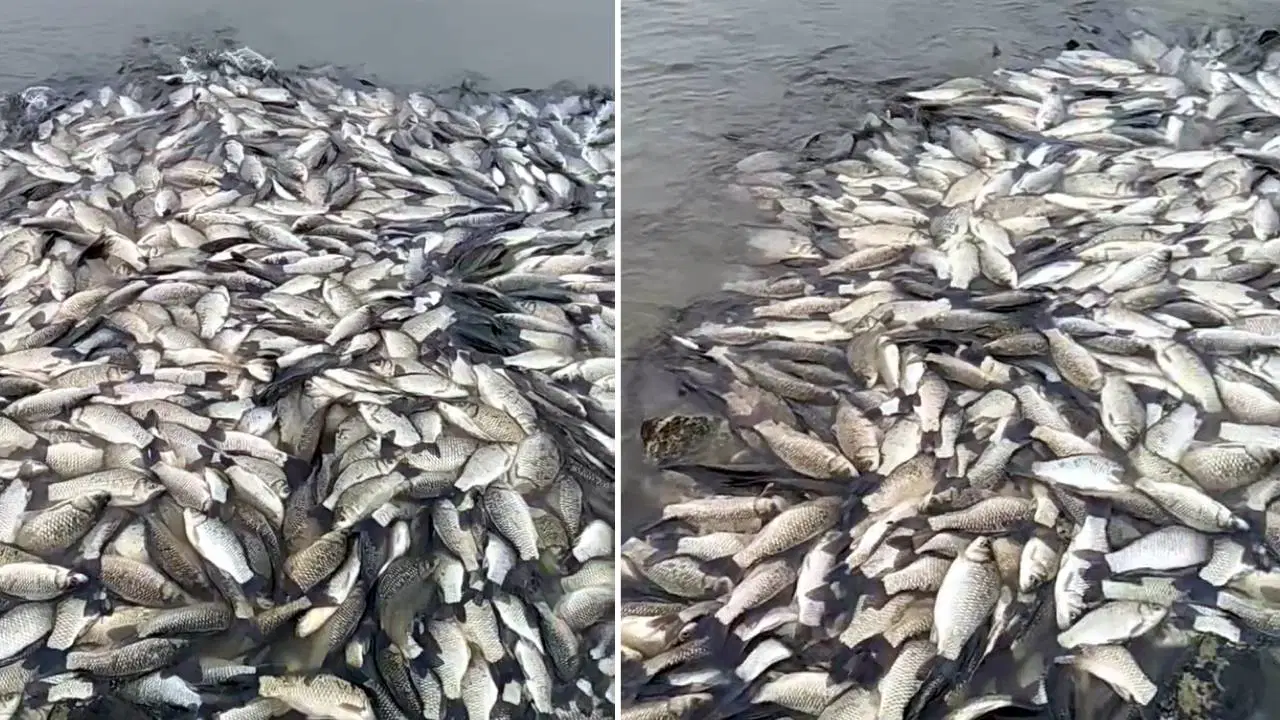 Tekirdağ’da gölette balık ölümlerine inceleme!