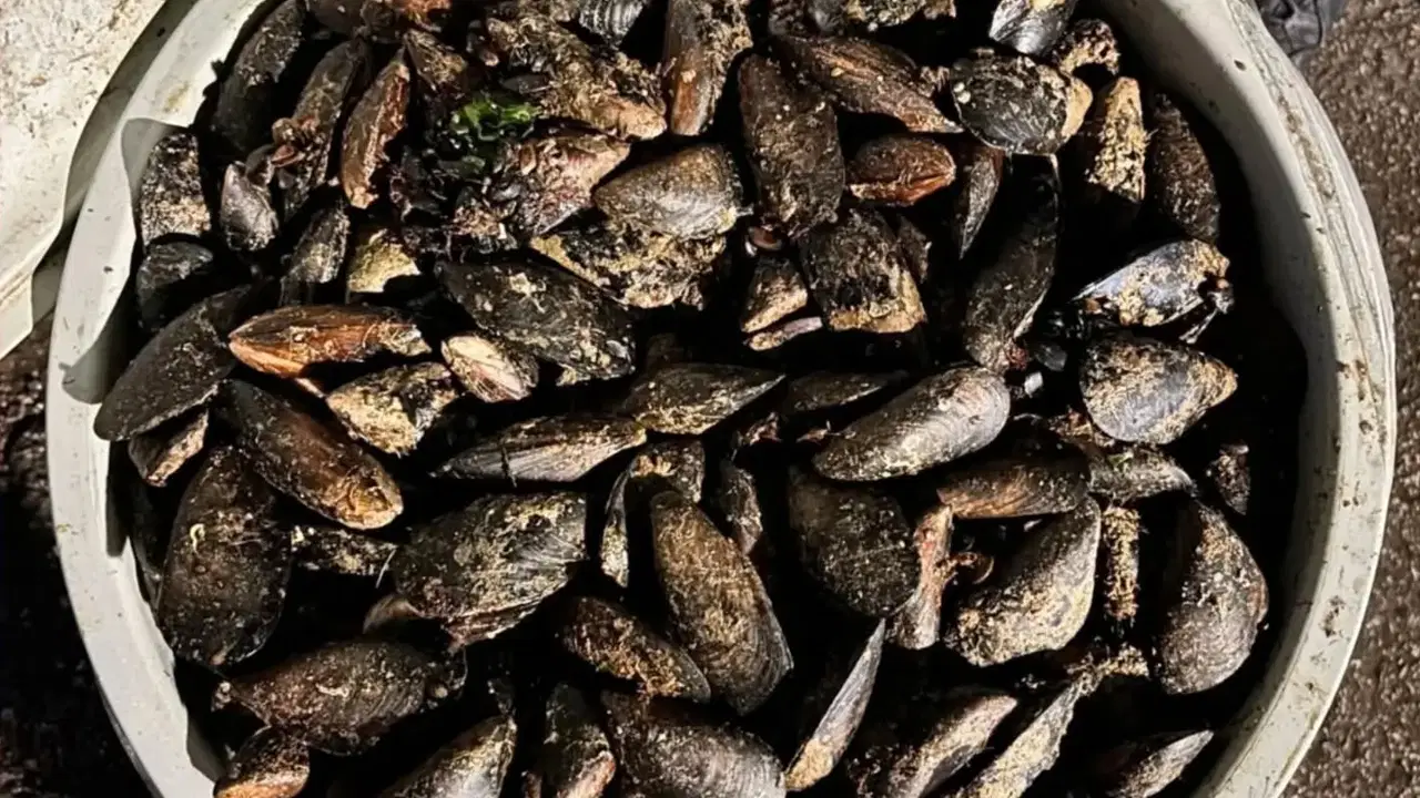 Yurttaşlara yedireceklerdi: Durdurulan araçta 650 kilo bozuk midye ele geçirildi