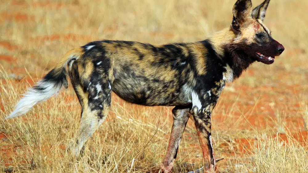 Dünya sessizce eksiliyor: Nesli tükenmekte olan 20 hayvan türü