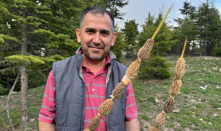 Toros Dağları'nın eteklerinde yetişiyor: Hasadı bir tutku!
