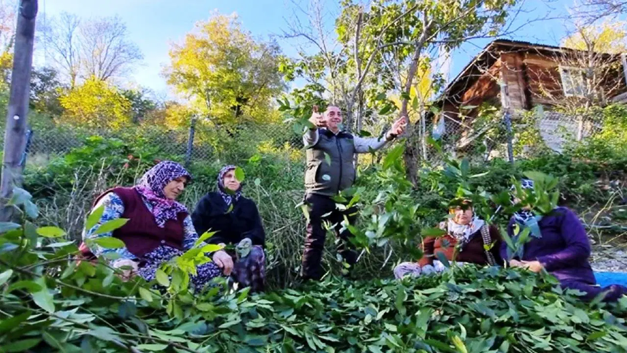 Orman köylüsü tarafından yetiştiriliyor: Milyonlarca lira gelir elde ediyorlar...