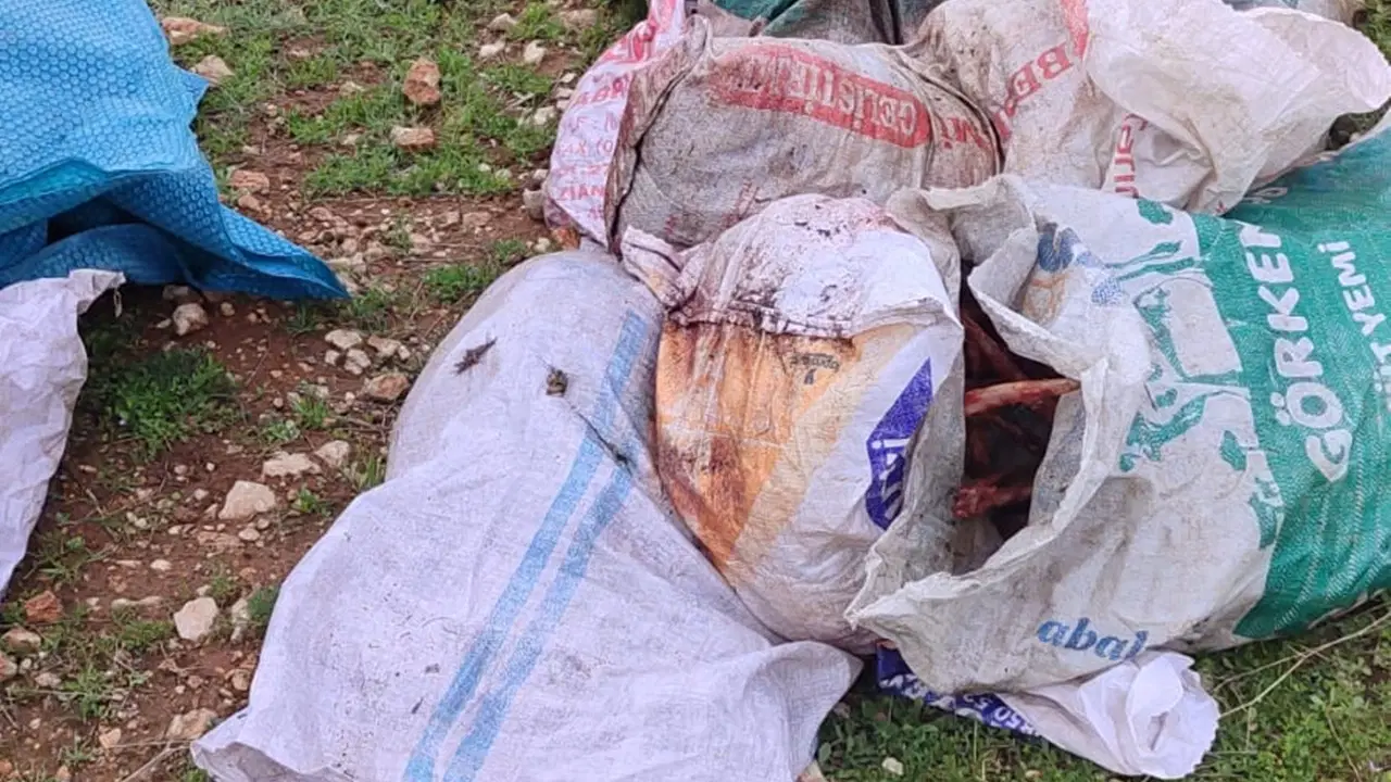 Şanlıurfa'da çuvallarda kesilmiş at başı bulundu
