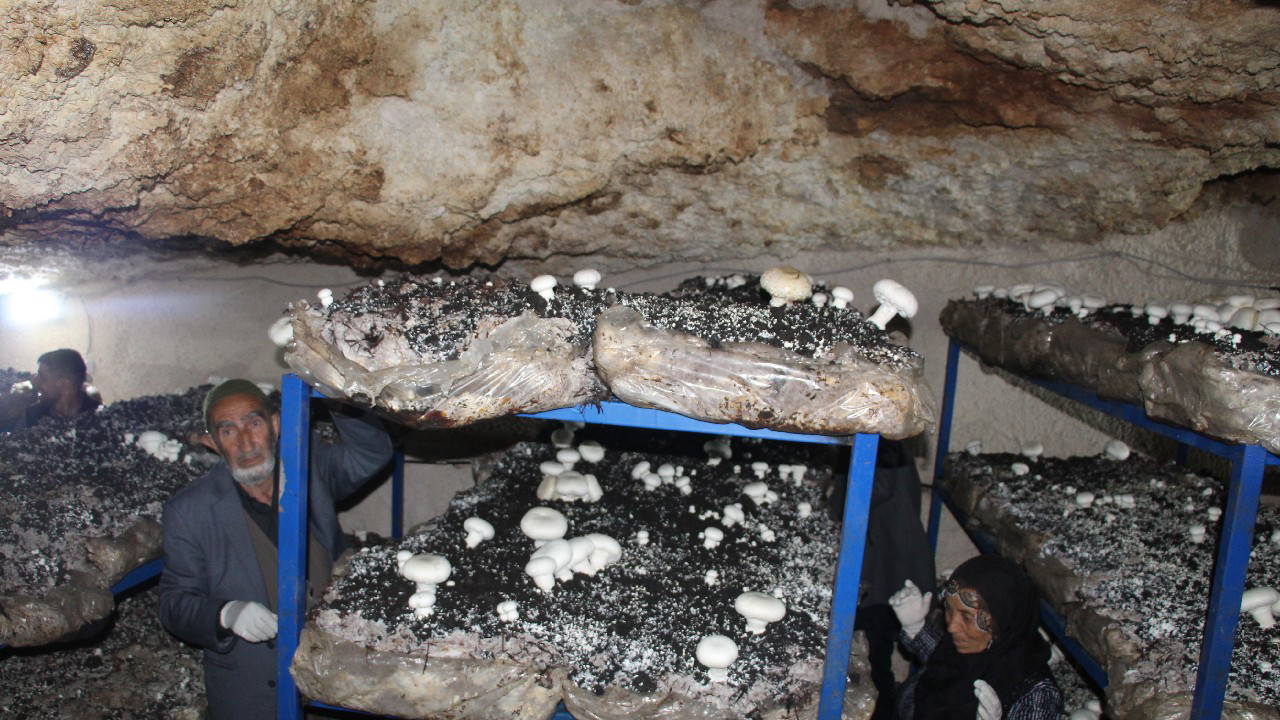 2 bin yıllık tarihi mağarada üretiyor: Ayda 3 ton ürün alıyor...