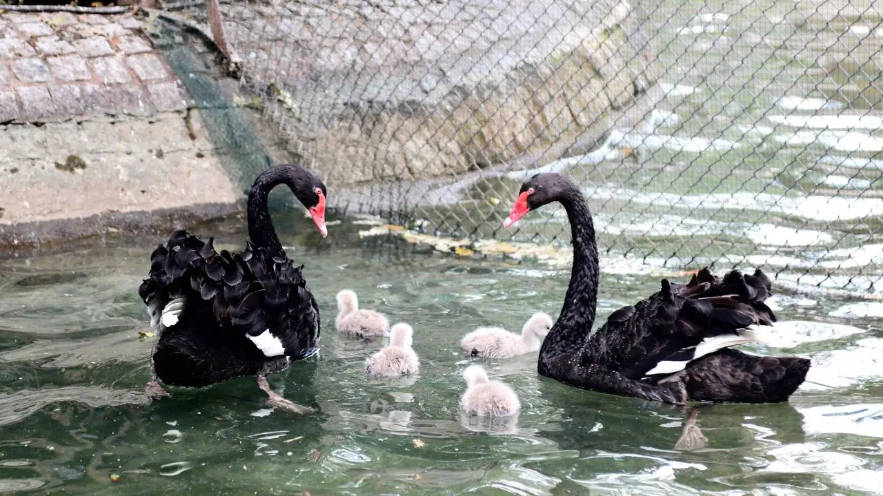 Kuğulu park ailesi büyüdü