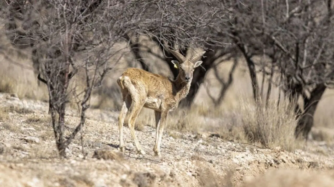Yok olmanın eşiğinden döndüler: Anadolu yaban koyunlarının sayısı 770’e ulaştı!