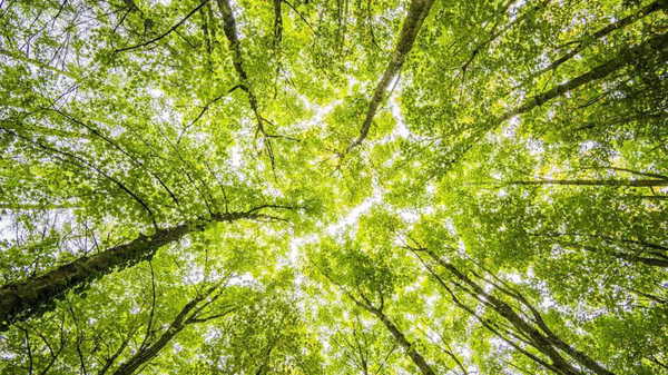 Türkiye’den ve dünyadan çevre gündemi