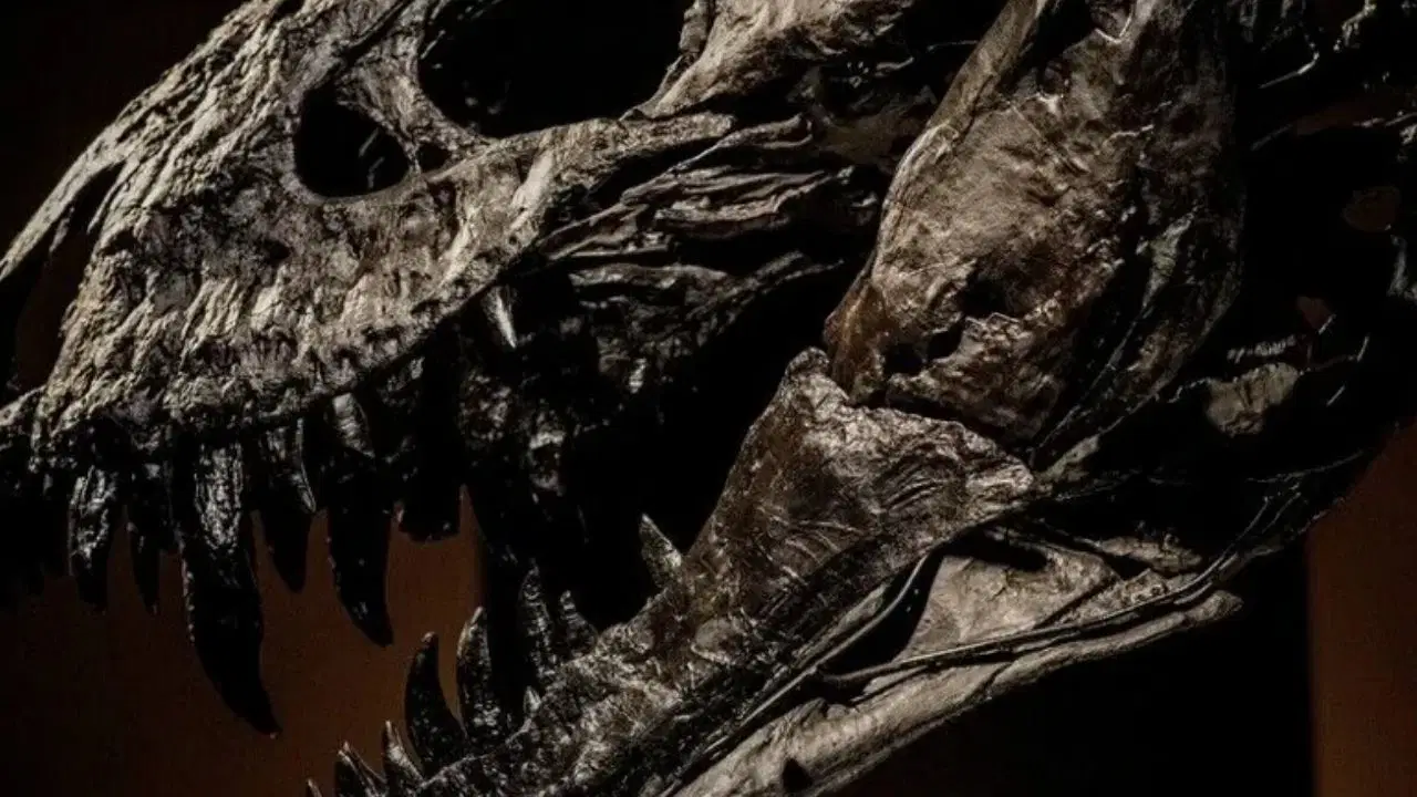 Milyonlarca yıl sonra keşfedildi: Araştırmalar T-rex'in vücut ısısı insanlarınkine benzer olduğuna işaret ediyor