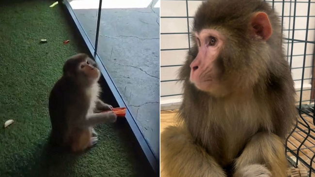 Yolda bulunan makak maymunu korumaya alındı