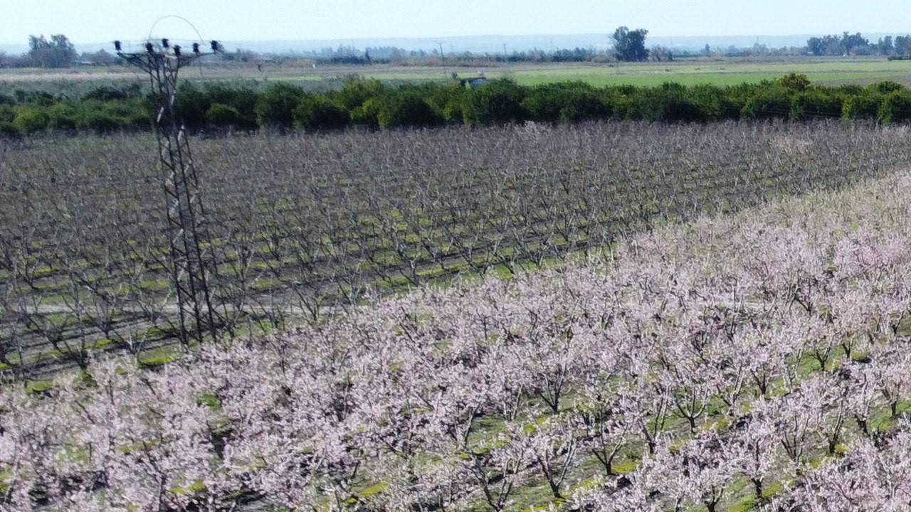 20 Mayıs’ta başlayacak! Erken gelen sıcaklar hasat beklentisini yükseltti