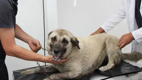 Valilik duyurdu: Giresun’da köpeği ezen sürücü gözaltına alındı
