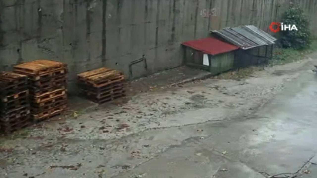 Görüntüler günler sonra ortaya çıktı: Köpekler öldü, araçlar enkaz altında kaldı