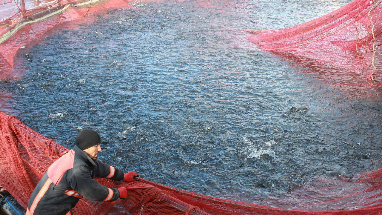 Denizi olmayan bozkırın ortasında yetişti, Japonya'ya gönderildi! Yılda 225 ton...