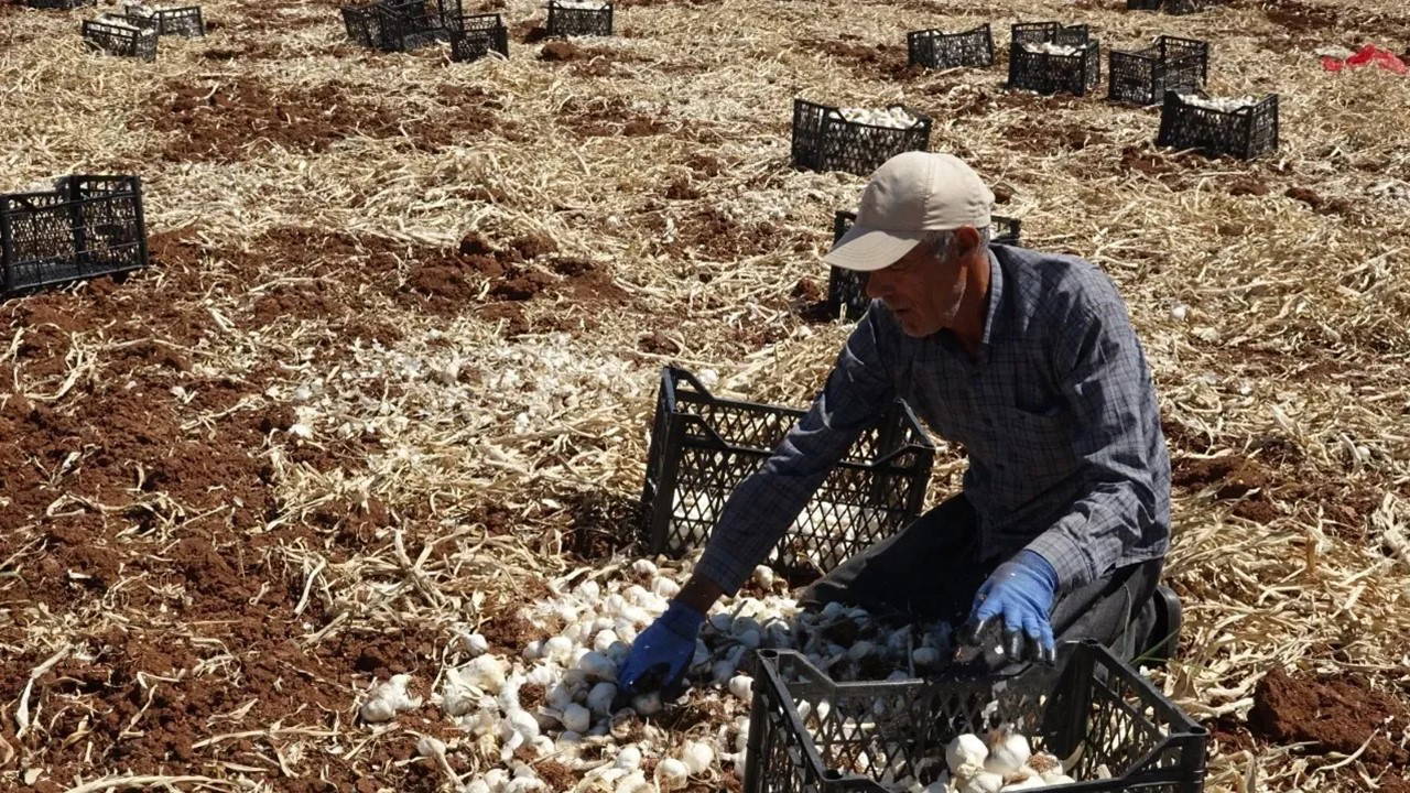 Araban Ovası'nda hasat 8 bin tarım işçisiyle başladı: İlçenin geçim kaynağı!