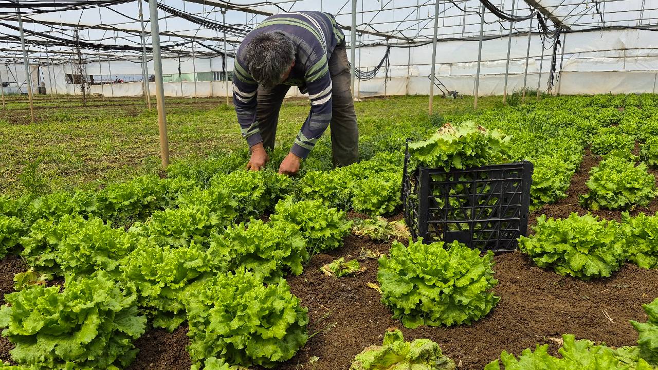 Tarlada 15 TL, tezgahlarda 100 TL'ye satılıyor
