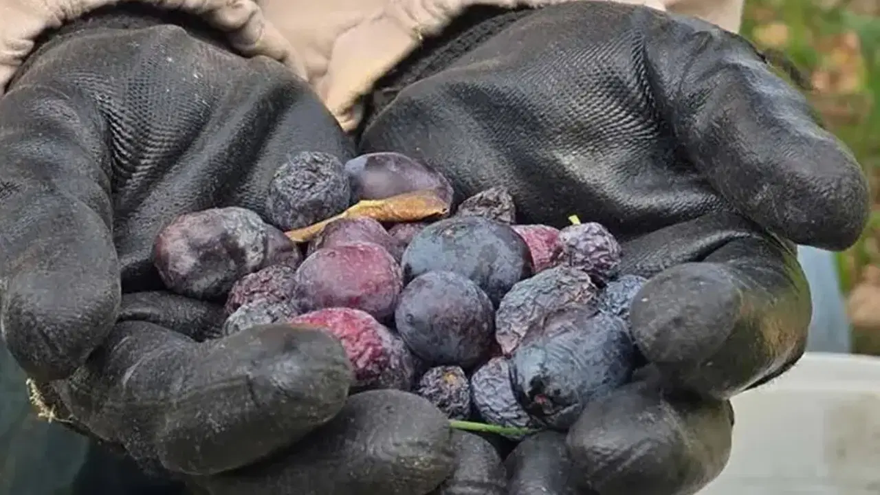 Daha tarladayken kilosu 150 liradan satılıyor! Hatay'a özgü lezzette hasat başladı...