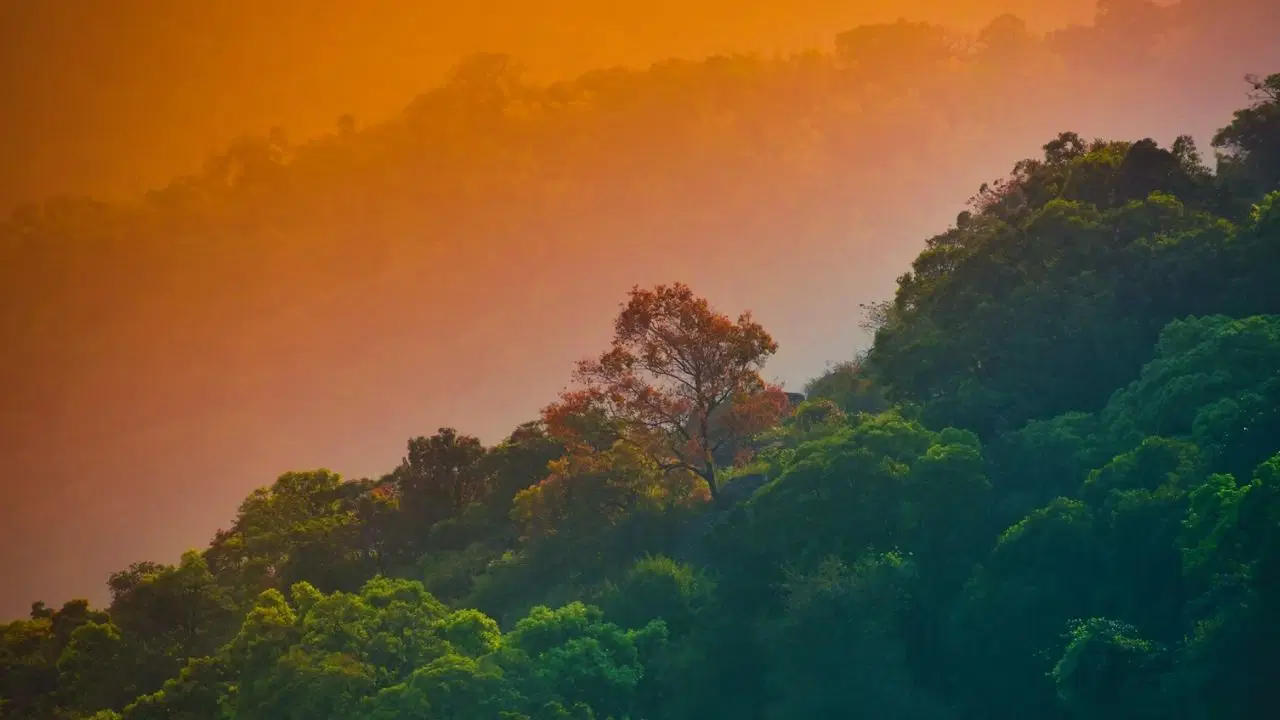 Bazı canlılar 2085'e kadar aşırı hava olaylarına maruz kalacak