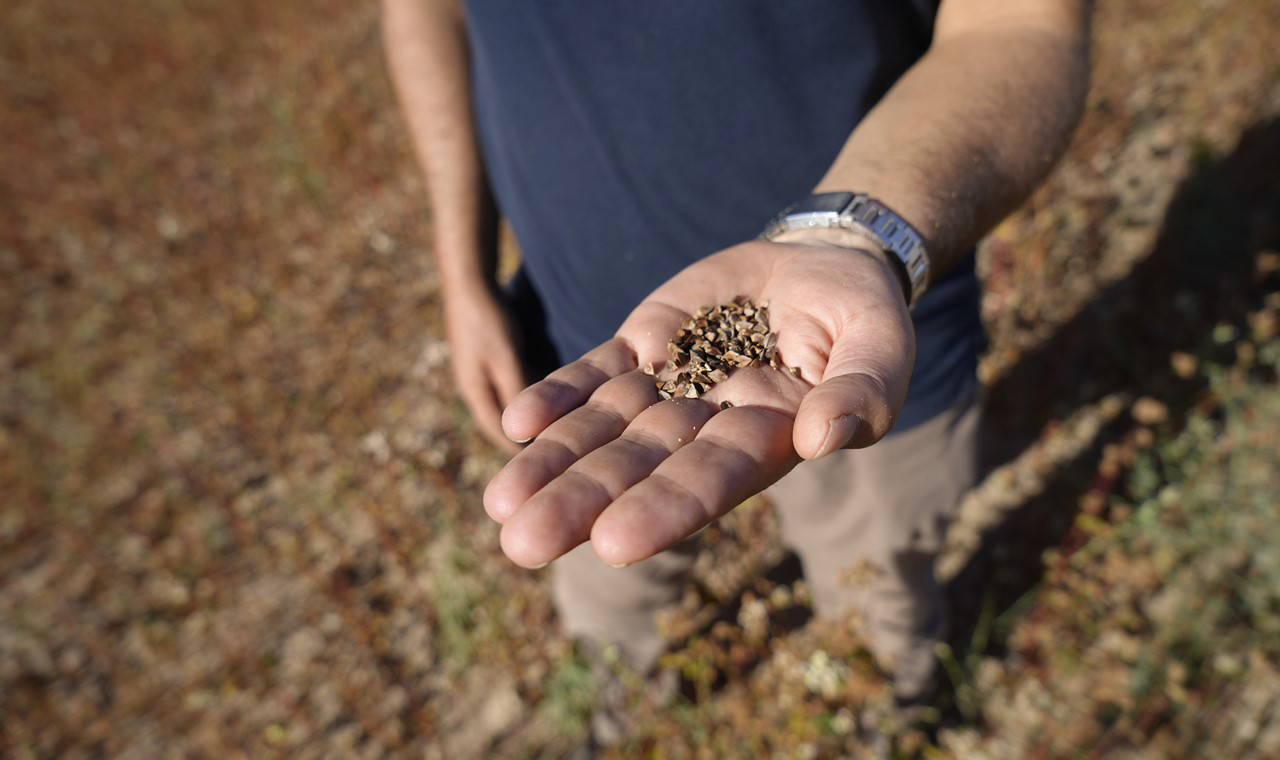 12 ilde  12 bin dönüm alanda yetişiyor: Üst üste sadece iki yıl ekilebiliyor...