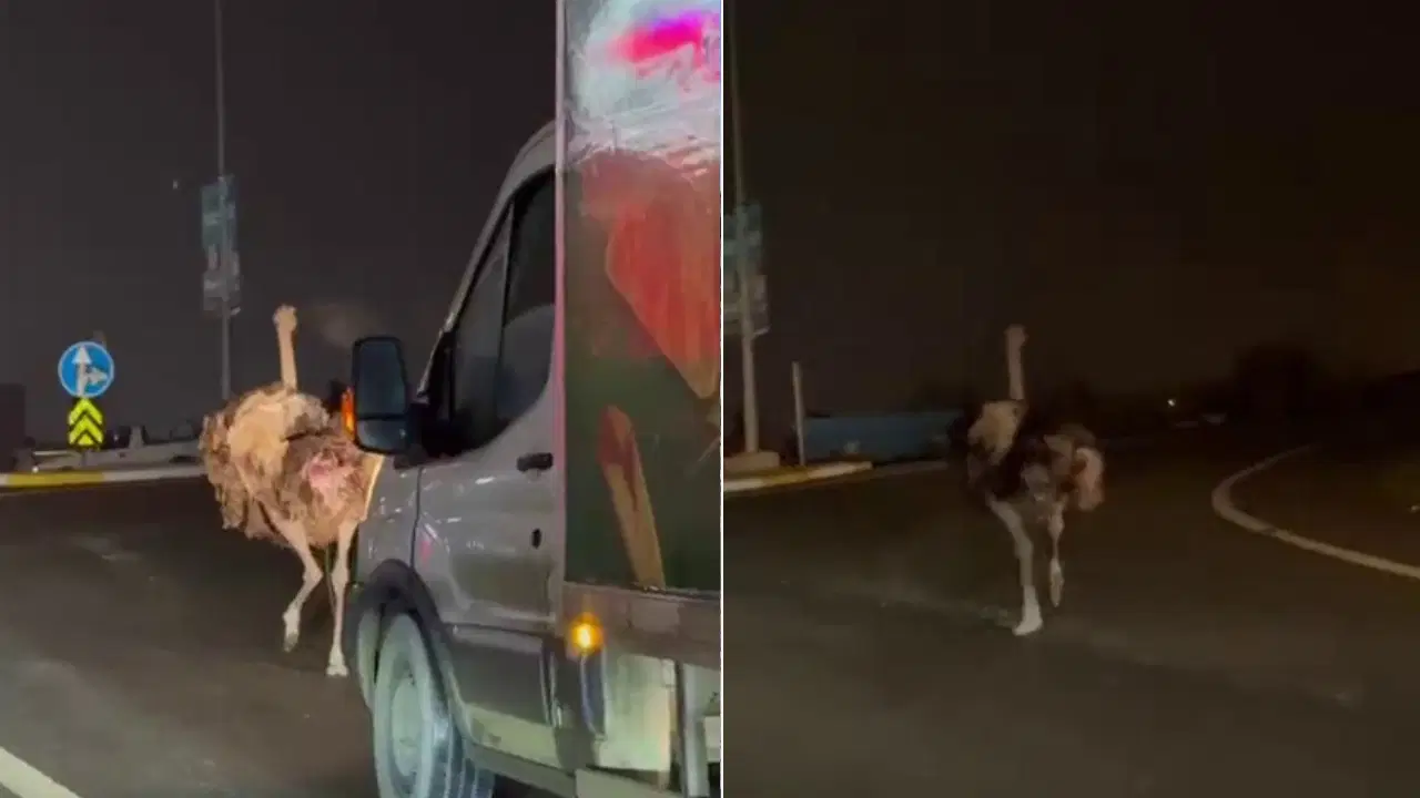 Deve kuşu, trafiği alt üst etti