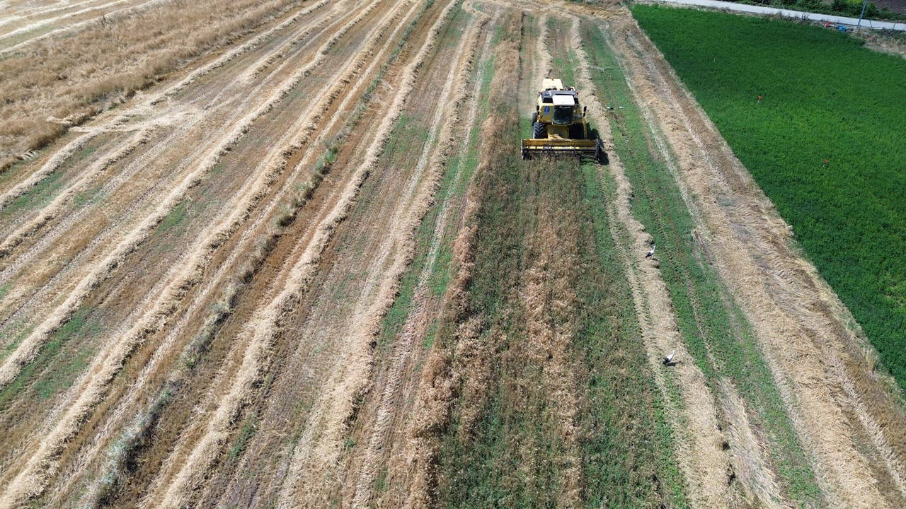 Bafra Ovası'nda hasat geç başladı: 200 bin dekar alanda yetişiyor...