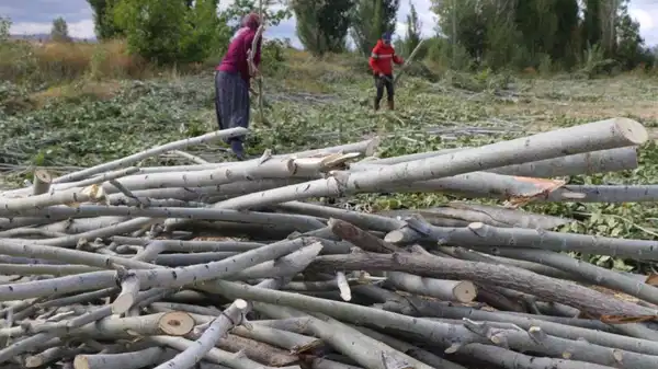 Kömür alamayan yurttaşlar çareyi odun toplamakta buldu
