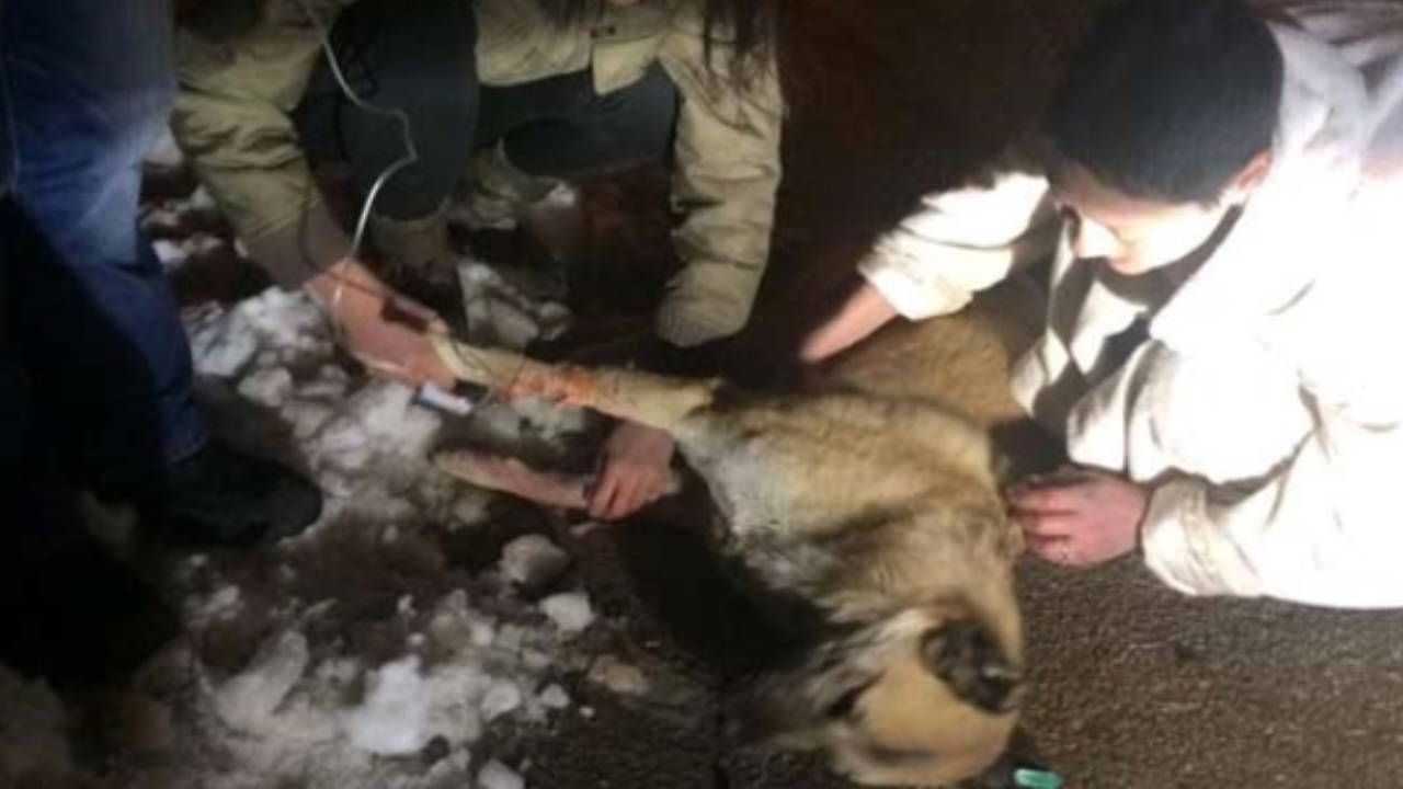 Köpekleri katletmekle suçlanan doktor hakkında karar