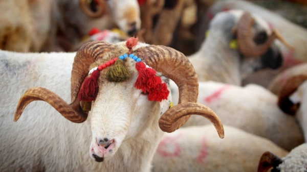 Kurban Bayramı ne zaman? 2026 Kurban Bayramı tatili 9 gün olacak mı, kaç gün?