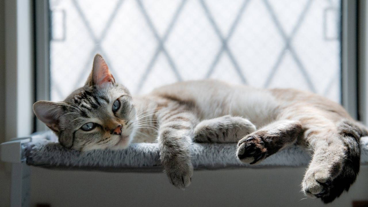 Evcil hayvan sahiplerinin dikkat etmesi gereken 10  püf nokta