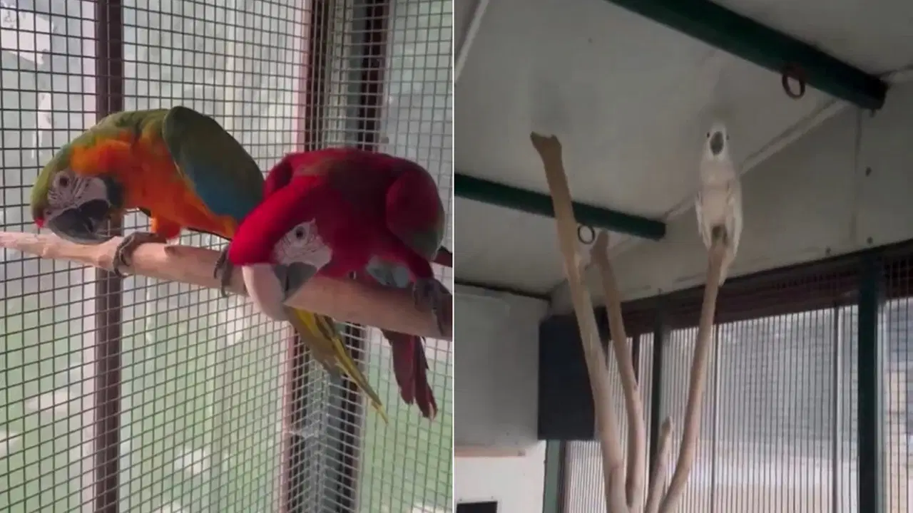 Exotic animal trafficking operation in Çekmeköy: 11 parrots and 25 reptiles seized