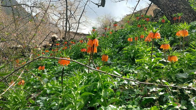 Bu çiçeği koparmanın bedeli 700 bin TL!