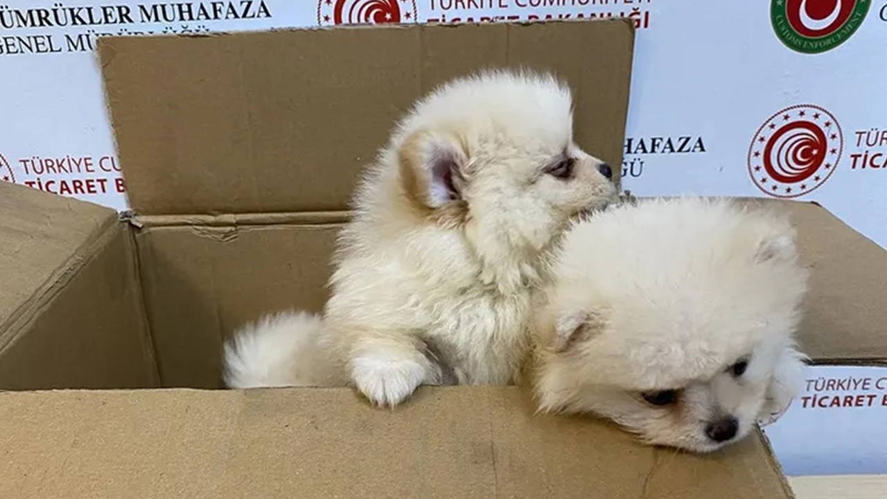 Ticaret Bakanlığı duyurdu: Kapıkule Gümrük Sahası'nda 6 'Pomeranian' cinsi köpek yavrusu kurtarıldı