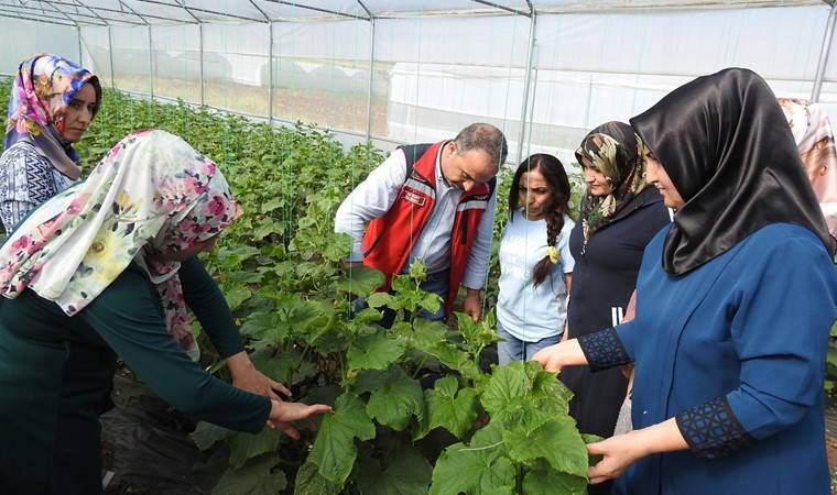 Kadınlar tarafından yetiştiriliyor: Günlük 500 kilo ürün alınıyor...