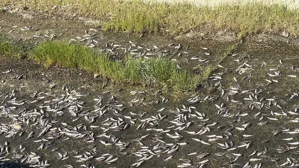 Numune alındı: Tekirdağ'da gölette toplu balık ölümlerine inceleme