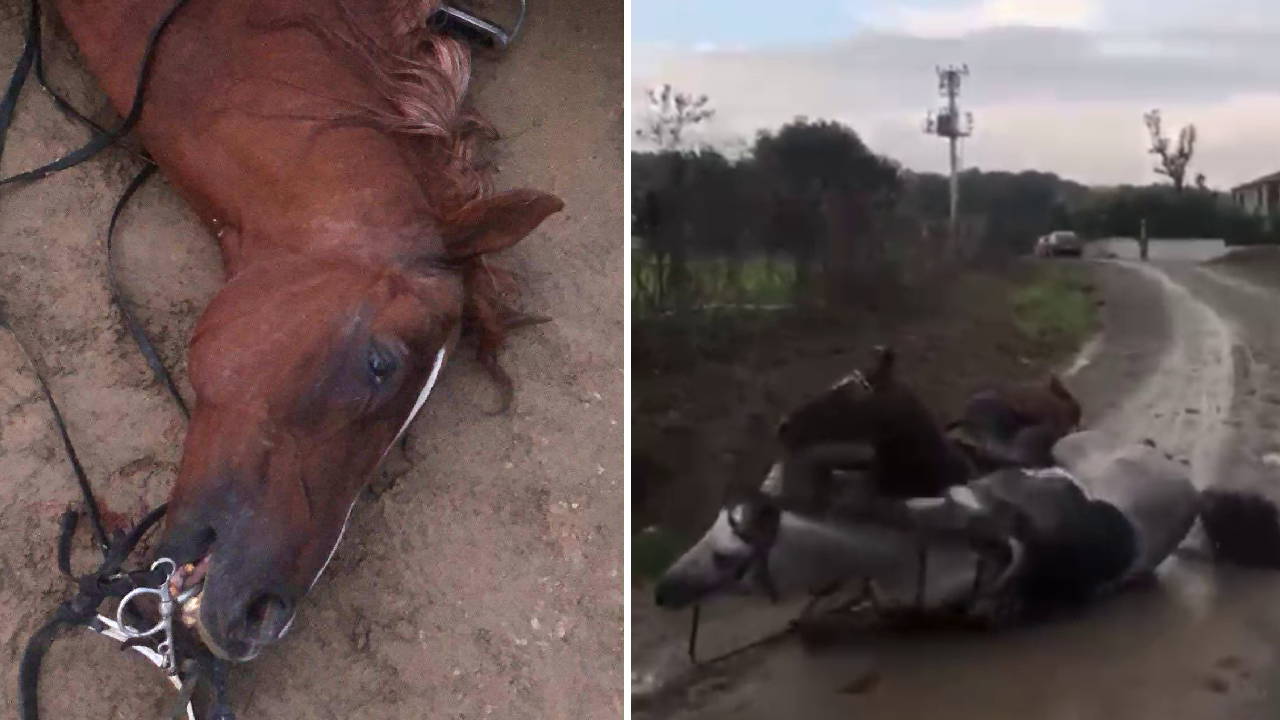 Kaçak çekilen elektrik hatında akıma kapılan 2 attan 1'i öldü