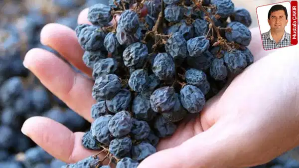 Üzümde büyük oyun!