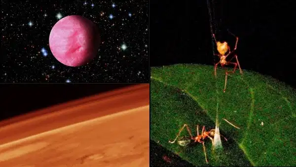 Mars'taki karbon moleküllerinden "yaylı tuzak" kuran örümceklere bu ayki gelişmeler!