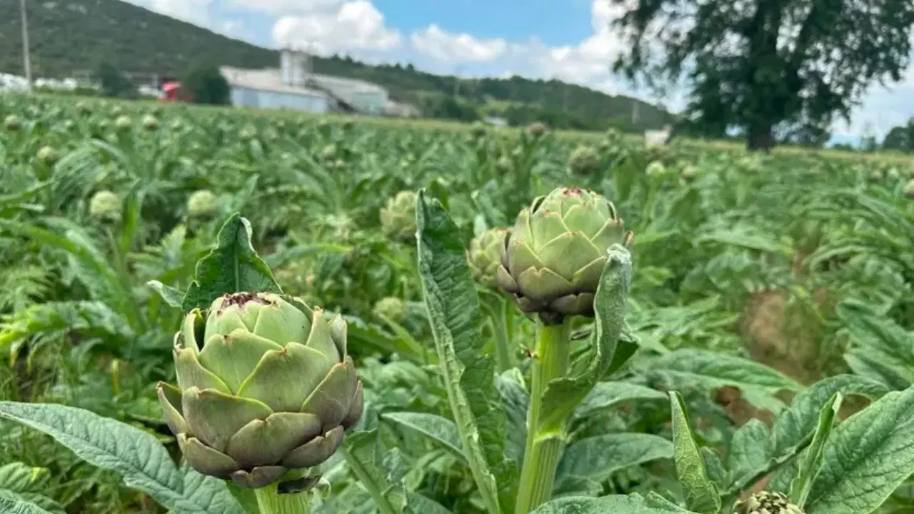 Bursa'da hasat başladı: Günlük 8 bin liradan ayda 240 bin li