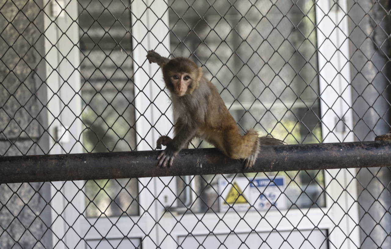 Şiddet gören maymun 'Şeker', Mersin’de yeni hayatına başlıyor