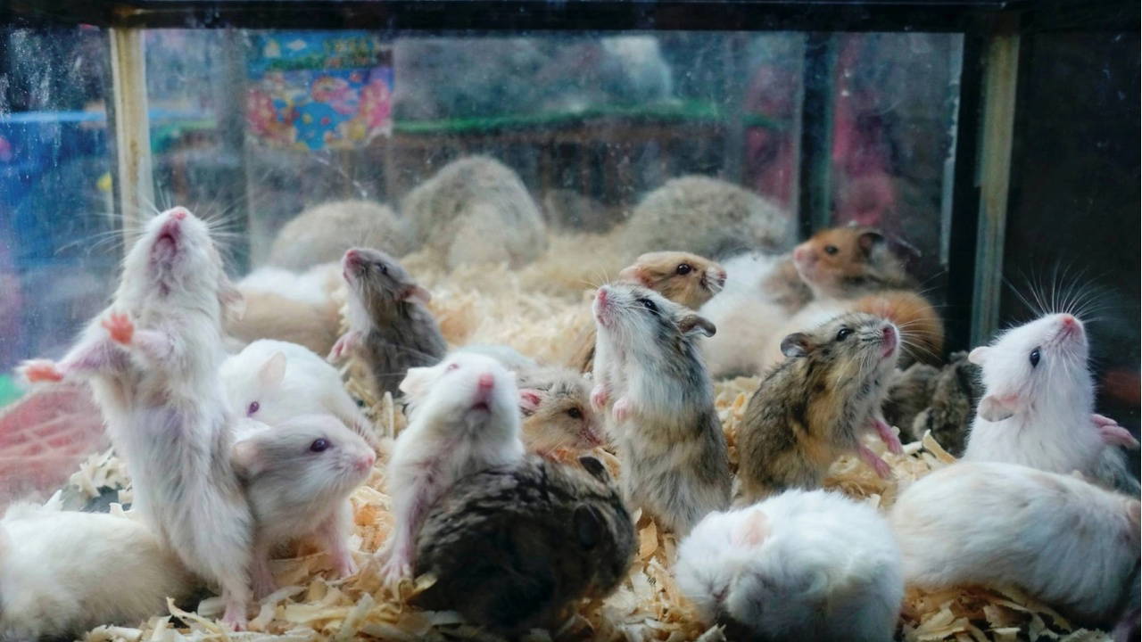 Hamsterları öldürüp 'eğlenmek' istediler: Yazışmalar ortaya çıktı