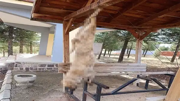 Vahşetin adresi Bolvadin: Köpek işkence yaparak öldürüldü