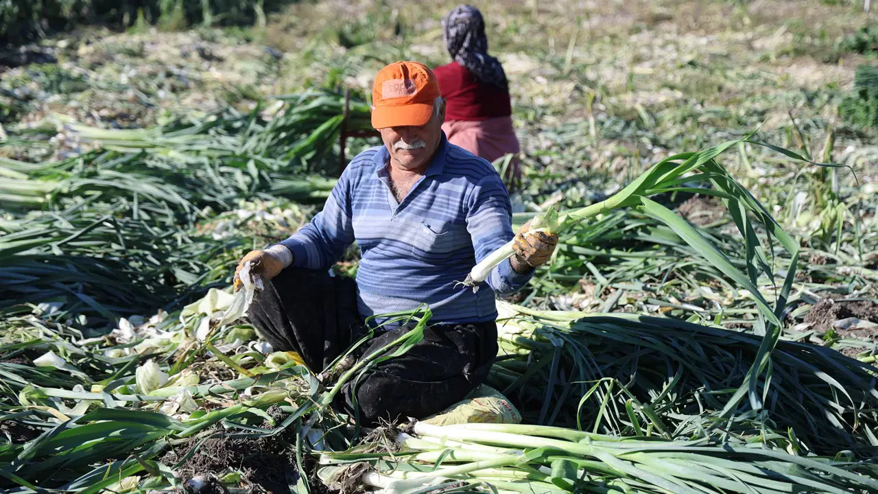 Kozan'da yetiştiriliyor: Hasadı zor, kokusu bir hafta çıkmıyor!