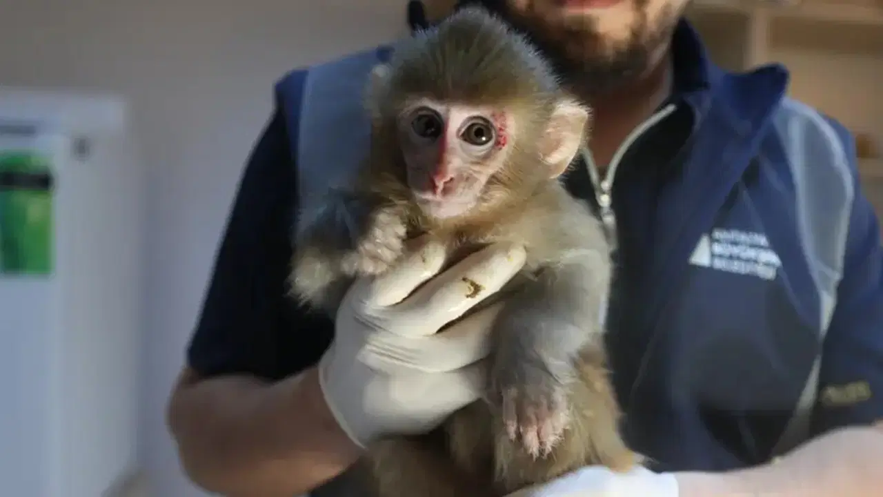 Uyuşturucu operasyonunda bulunmuştu: Yavru maymun 'Portakal' koruma altında!