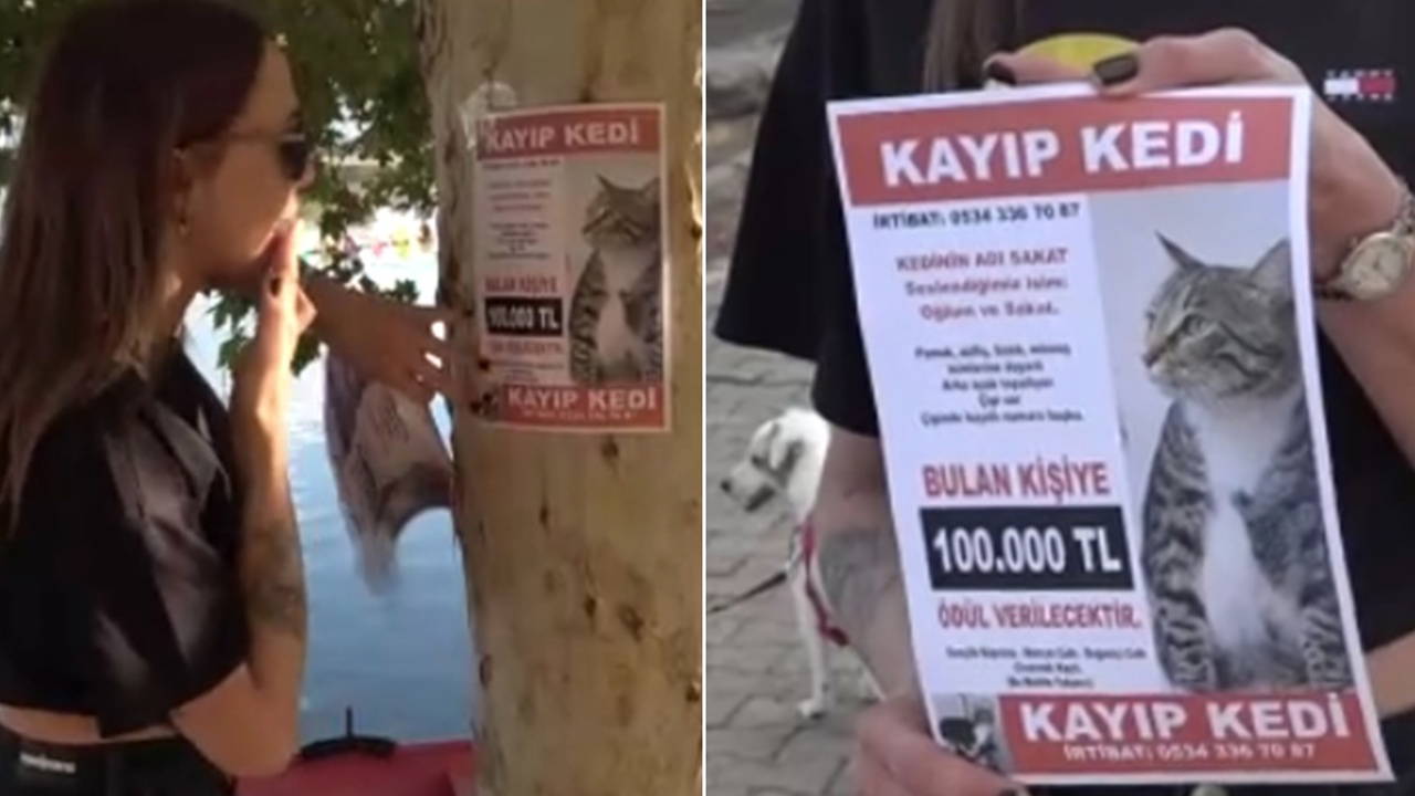 Kayıp kedisini bulana 100 bin lira ödül verecek