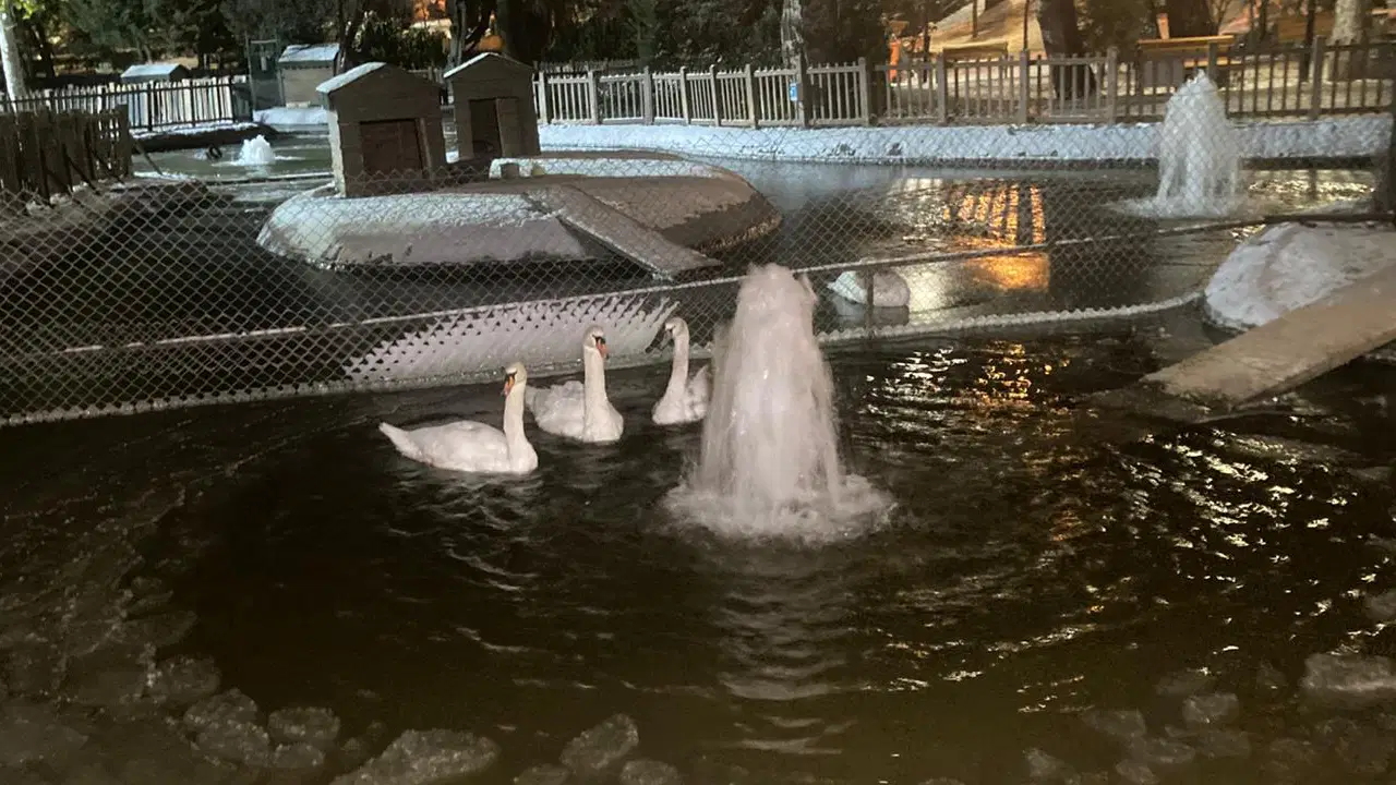 Ankara'nın simgesi beyaza büründü: Kuğulu Park'taki havuz buz tuttu