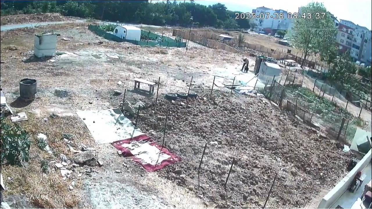 Başakşehir’den sonra bu kez adres Esenyurt... Köpeklere işkenceli ölüm!