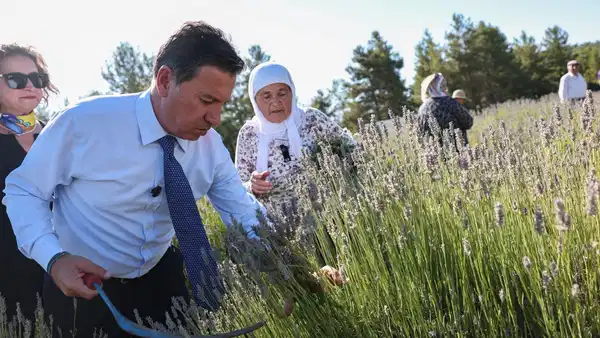 Koku Vadisi’nde lavanta hasadı şenlikle başladı